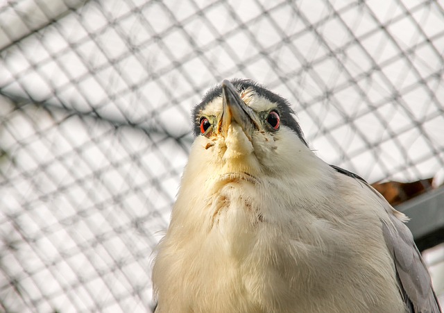 How to Keep Birds Out Of My Gazebo